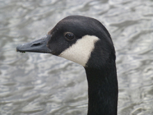 Canada goose close-up